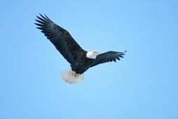 Eagle - Photo Credit: Nova Scotia Department of Tourism & Culture