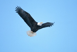 Adler - Photo Credit: Nova Scotia Department of Tourism & Culture